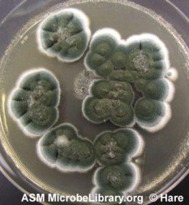 Penicillium notatum on Sabouraud agar Image source: ASM - Penicillium notatumon Sabouraud agarImage source: ASM