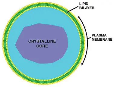 Structure of peroxisomes - Peroxisome, Image source:microscopemaster