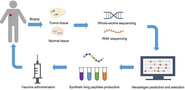 Development of personalized vaccines - Source: Chen X, Yang J, Wang L, Liu B. Personalized neoantigen vaccination with synthetic long peptides: recent advances and future perspectives.Theranostics2020; 10(13):6011-6023. doi:10.7150/thno.38742. Available fromhttps://www.thno.org/v10p6011.htm