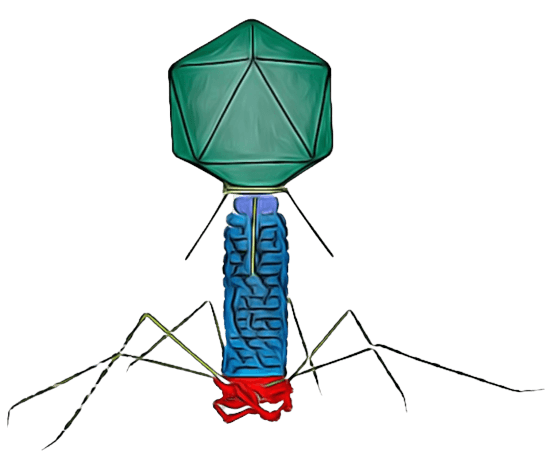Bacteriophage - Diagram of the T4 bacteriophage. Source; The phage blog