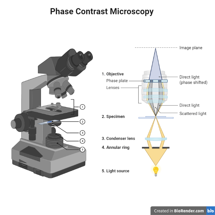 Phase contrast microscope