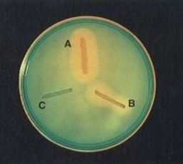 DNA Hydrolysis Test, DNase Test - Figure -1: DNA Hydrolysis test A. Positive;Staphylococcus aureusB. Positive;Serratia marcescensC. Negative:Staphylococcus epidermidis