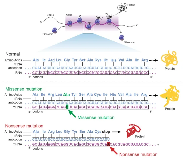 - Point mutation (Courtesy: National Human Genome Research Institute)