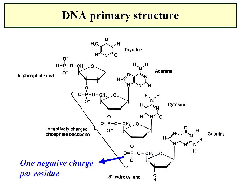 primary structure of DNA - Primary structure of DNA