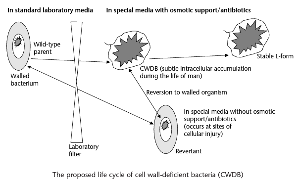The proposed life cycle of cell wall-deficient bacteria - (Imagesource)