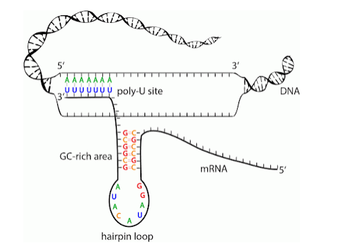 Rho independent termination - Rho-independent terminationSource: https://www.biolearners.com