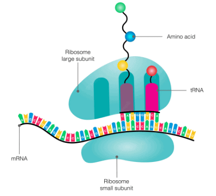 Ribosomes - Ribosome