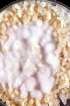 rice grain test - Rice grain test showing growth ofMicrosporum canis, Image source:The University of Adelaide