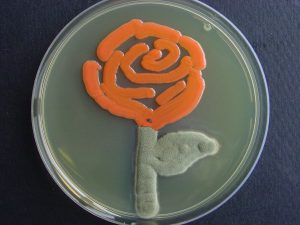 "Rose", Cladosporium herbarum and Rhodotorula sp. Source: Microbialart (Microbiologists just wan to have fun) - “Rose”, Cladosporium herbarum and Rhodotorula sp. Source: Microbialart