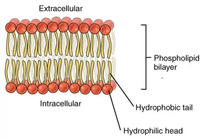 Sandwich model - Sandwich model of cell membrane