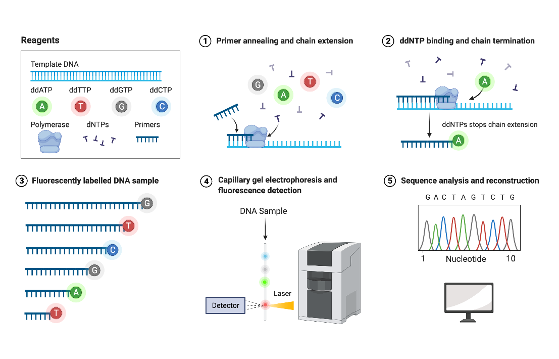 Process of Sanger sequencing - Process of Sanger Sequencing