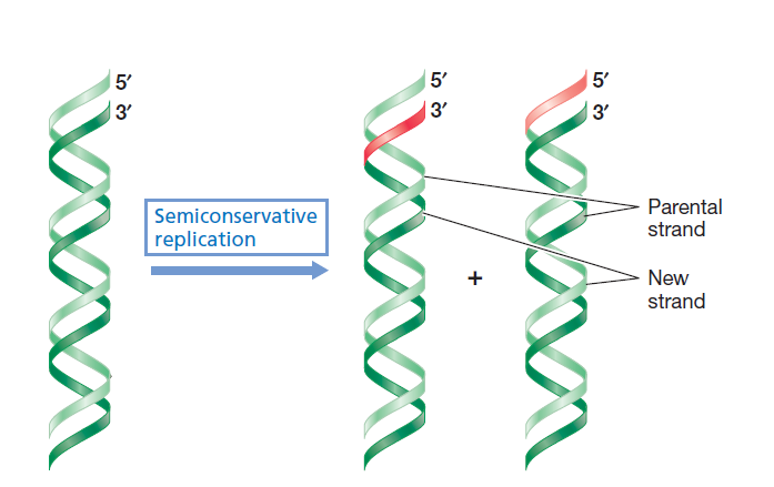 Replication of DNA - Semiconservative model of replication, Source: BROCK Biology of Microorganism
