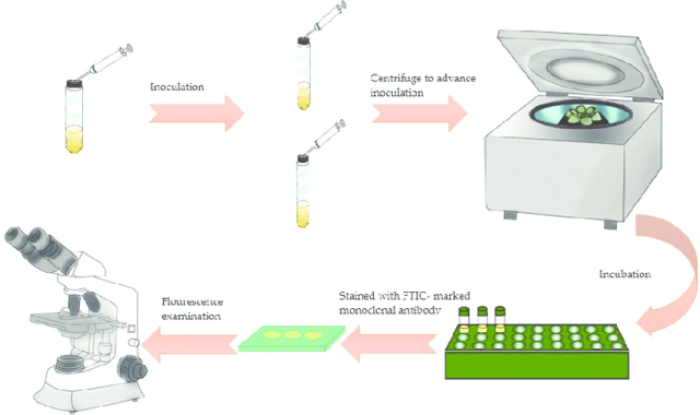 Shell Vial Cell Culture Technique - Shell Vial Cell Culture Technique
