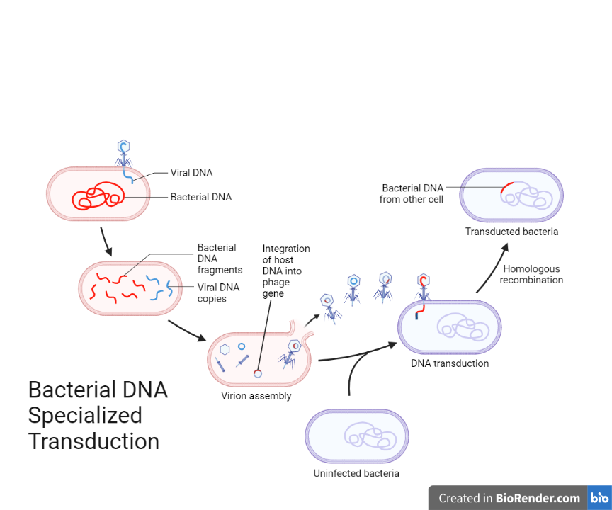 Specialized transduction - Bacterial DNA specialized transduction
