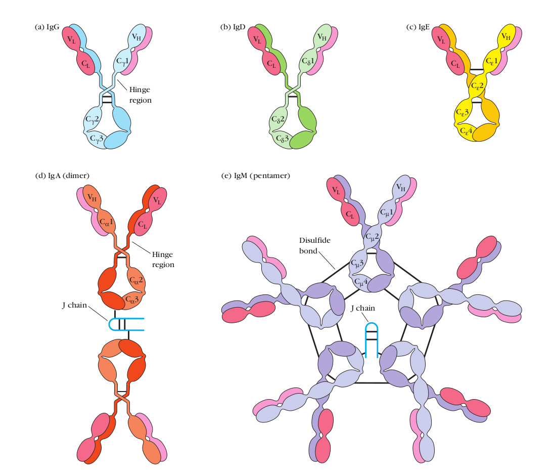 General structure of five major classes of immunoglobulins (antibodies) - General structure of five major classes of immunoglobulins (antibodies)(Image source: Kubay Immunology)