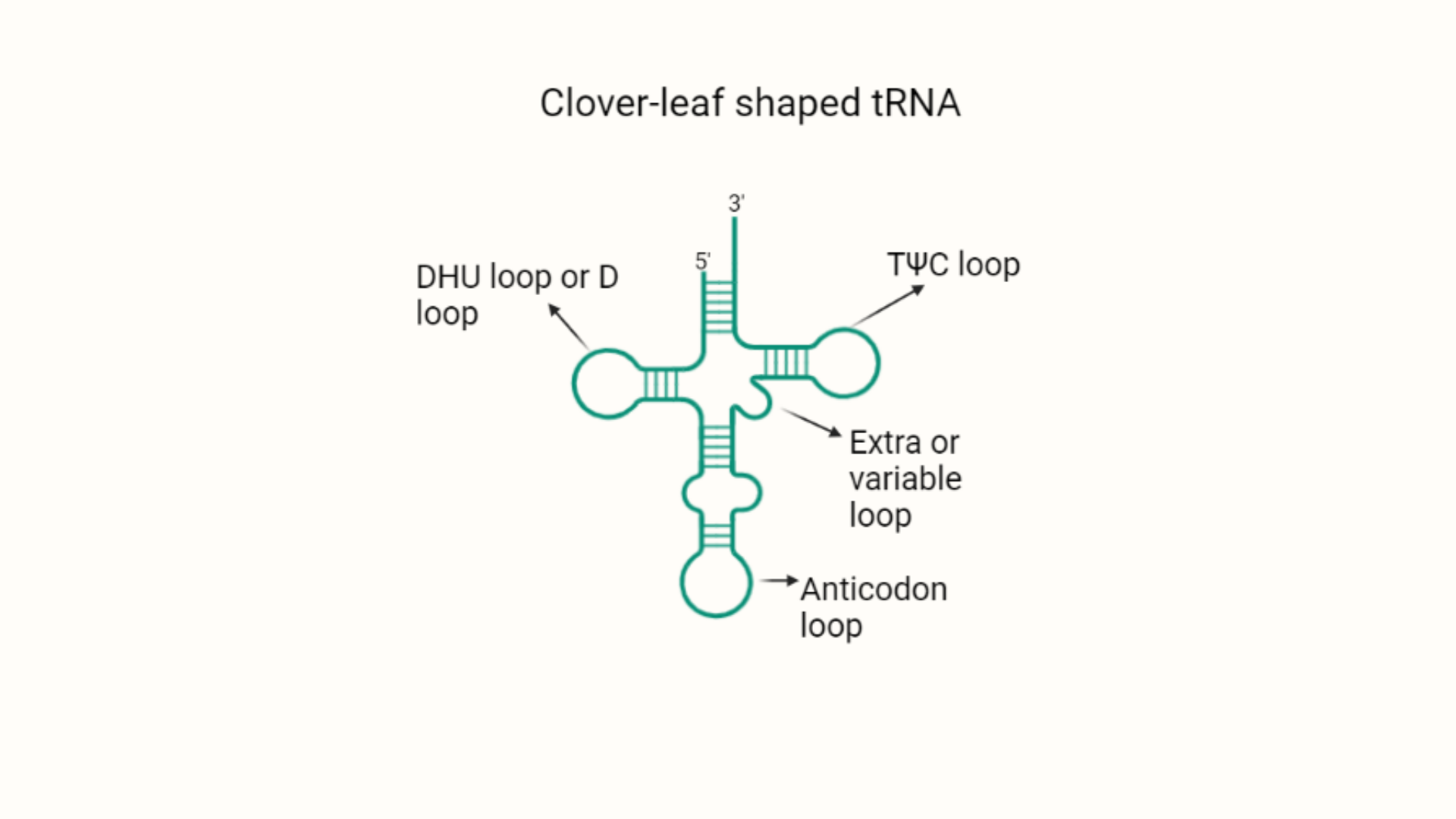 Structure of tRNA (cloverleaf shape) - Secondary structure of tRNA (cloverleaf shape)