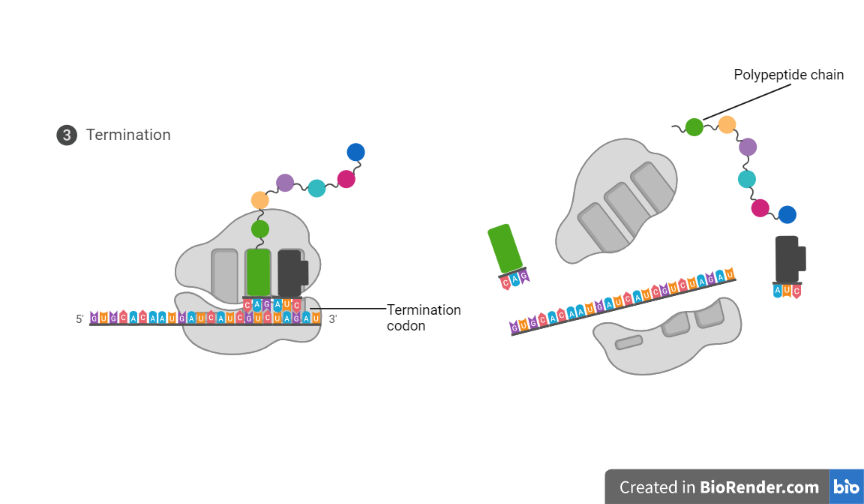 termination of polypeptide synthesis (translation) - Termination of polypeptide synthesis
