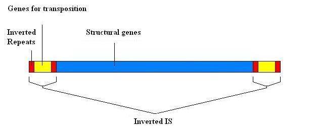 Domain transposons (jumping genes)