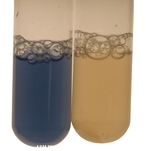 Test tube method of oxidase test - Oxidase positiveNeisseria sicca(left) and oxidase negativeStaphylococcus aureus(right)