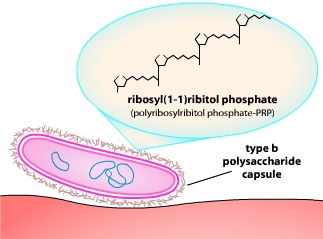 Haemophilus influenzae virulence factors - Capsule ofHaemophilus influenzae