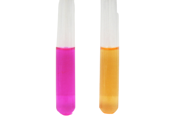 Urea broth test - Urease test using urea broth.Left: Positive, Right: Negative