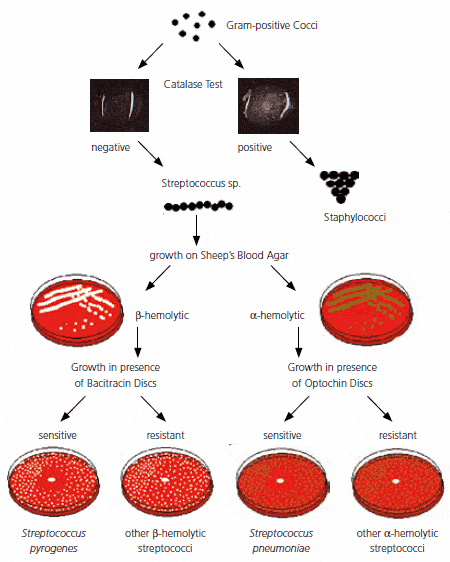 Biochemical test for identification of GPC - Identification chart for Gram-positive cocci Source: sigmaaldrich.com
