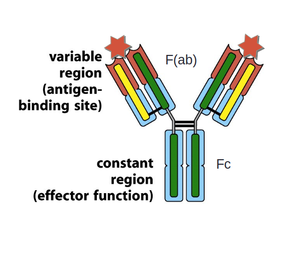 Variable and Constant regions of Immunoglobulins