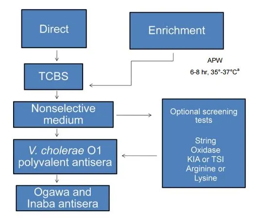 Procedure for recovery of Vibrio cholerae O1 from fecal sample - Procedure for recovery ofVibrio choleraeO1 from a fecal sample