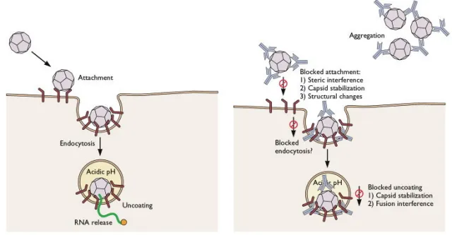 Neutralizing antibodies prevents viral infection - Neutralizing antibodies prevents viral infection