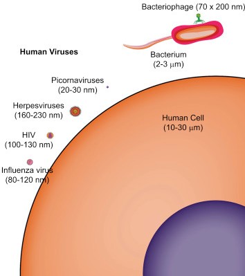  - Viruses and cell size comparison (source)