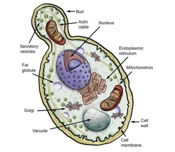 Yeast cell (structure) - Structure of yeastImage source:Sciencedirect