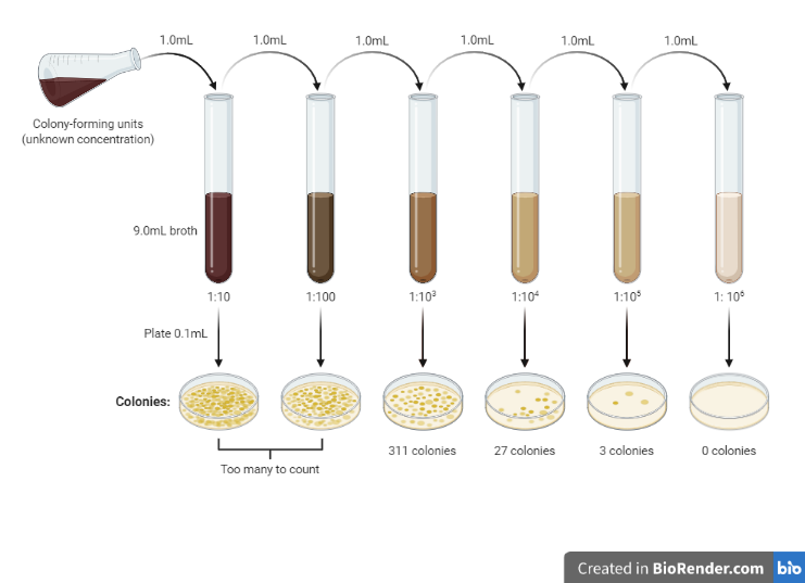 - Serial dilution and number of colonies formed (Image source Biorender.com)