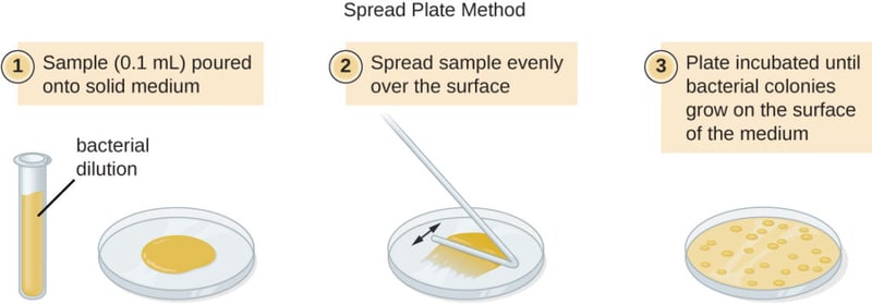 Spread Plate Method 1024x358