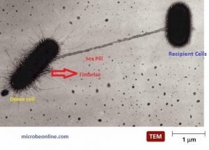 pili and conjugation - E.colibacteria exchanging genesCourtesy of Charles C. Brinton Jr.