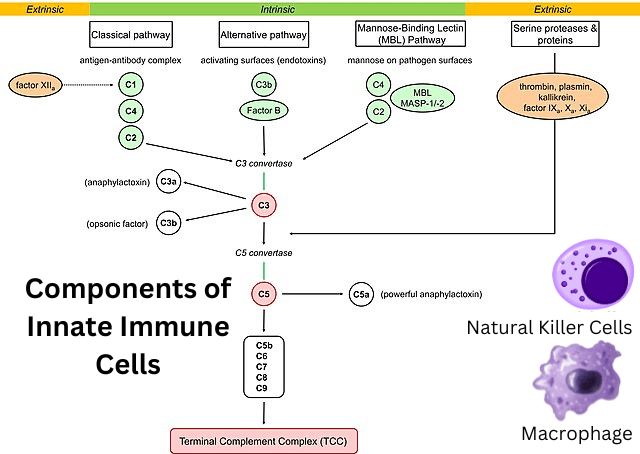 Different components of Innate Immune cells - Different components of Innate Immune cells