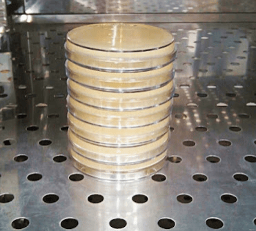 inverted petri dish - Inverted Petri dishImage source:Sandeep Dhiman