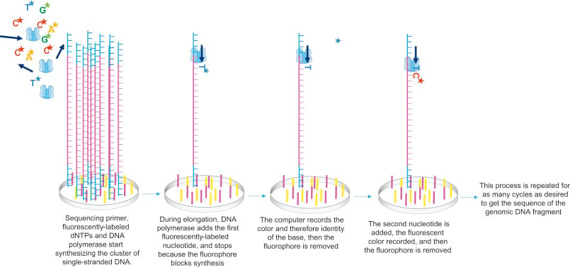 In the figure, only one strand of DNA is shown from this cluster, while the sequencing occurs simultaneously in the entire cluster. As shown, sequencing primers, fluorescently labelled dNTPs, and DNA polymerase are added.  Primer gets attached to the DNA template, which gets elongated by DNA polymerase. Once, the complementary nucleotide is added to the end of the primer, fluorophore blocks DNA polymerase from adding any more nucleotides and fluorophore is recorded by the computer. This fluorophore is then removed and washed away. DNA polymerase then adds the second complementary nucleotide, these cycles are repeated to get a read from this cluster.  - In the figure, only one strand of DNA is shown from this cluster, while the sequencing occurs simultaneously in the entire cluster. As shown, sequencing primers, fluorescently labelled dNTPs, and DNA polymerase are added.  Primer gets attached to the DNA template, which gets elongated by DNA polymerase. Once, the complementary nucleotide is added to the end of the primer, fluorophore blocks DNA polymerase from adding any more nucleotides and fluorophore is recorded by the computer. This fluorophore is then removed and washed away. DNA polymerase then adds the second complementary nucleotide, these cycles are repeated to get a read from this cluster.  Source: DNA Sequencing Unit . Molecular Biology.