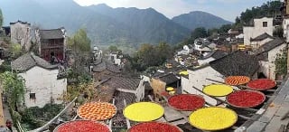 Sun drying - Sun drying