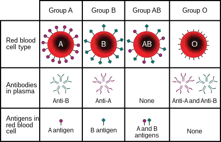- ABO blood grouping