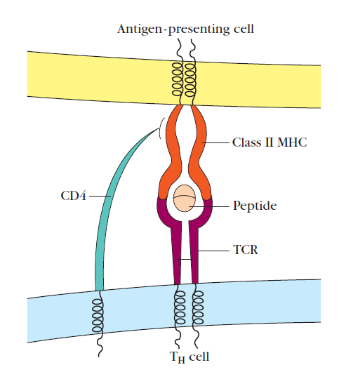 APC and T cell interaction