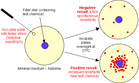 - Ames Test Procedure