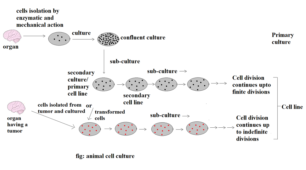 Animal Cell Culture - Fig: Animal Cell Culture