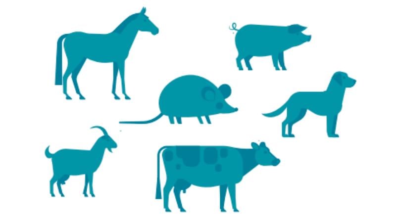 Animals Transmitting leptospirosis