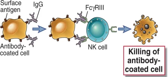Antibody Dependent Cellular Toxicity
