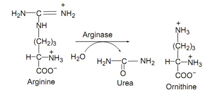 Arginine to Ornithine conversion