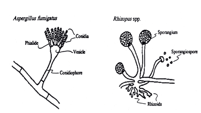 - Aspergillus fumigatusandRhizopus