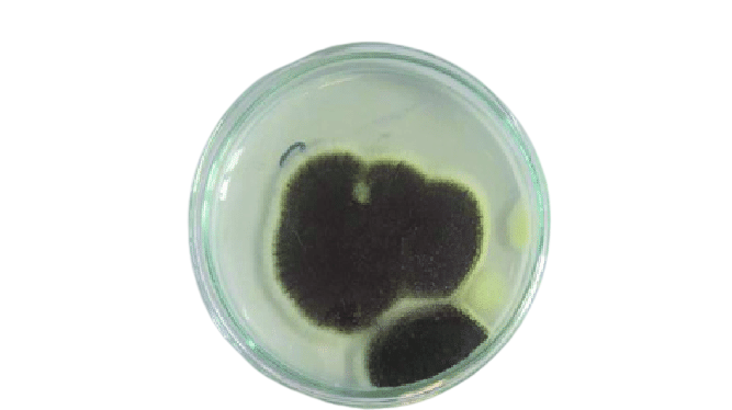 Aspergillus in Potato Dextrose Agar