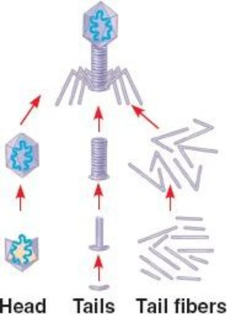 Assembly of Bacteriophage - Assembly