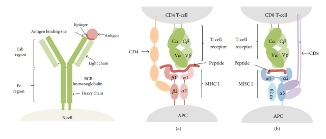 - B-cell (left) and T-cell (right) epitope recognition (Image source-Ref-1)