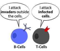 B cell and T cell function